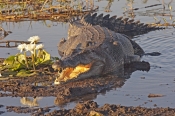 estuarine-crocodile;saltwater-crocodile;australian-crocodile;crocodylus-porosus;estuarine-crocodile-