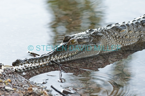 freshwater crocodile picture;freshwater crocodile;johnston's crocodile;crocodylus johnstoni;australian crocodile;crocodile close up;crocodile eye;crocodile jaw;crocodile teeth;crocodile floating on water;australian crocodile;australian reptile;kununurra;lake kununurra;steven david miller
