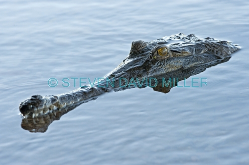 freshwater crocodile picture;freshwater crocodile;johnston's crocodile;crocodylus johnstoni;australian crocodile;crocodile close up;crocodile eye;crocodile floating on water;australian crocodile;australian reptile;kununurra;lake kununurra;steven david miller