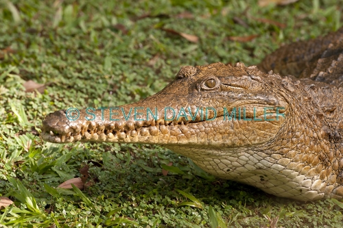 freshwater crocodile picture;freshwater crocodile;johnston's crocodile;johnstons crocodile;crocodylus johnstoni;crocodile;australian crocodile;crocodile lying in sun;crocodile out of water;crocodile head;crocodile teeth;crocodile mouth;crocodile snout;australian crocodile;northern territory;australia;steven david miller