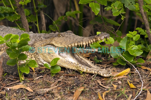 freshwater crocodile picture;freshwater crocodile;johnston's crocodile;johnstons crocodile;crocodylus johnstoni;crocodile;australian crocodile;crocodile lying in sun;crocodile out of water;crocodile head;crocodile teeth;crocodile mouth;crocodile snout;crocodile with mouth open;australian crocodile;northern territory;australia;steven david miller
