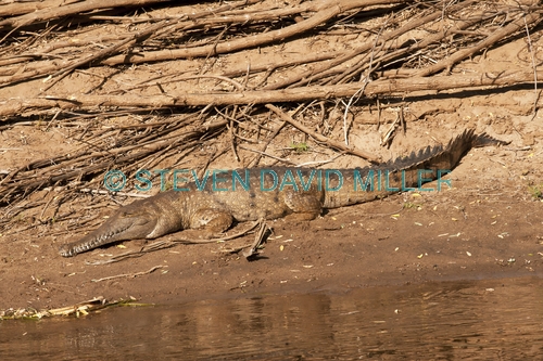 freshwater crocodile picture;freshwater crocodile;johnston's crocodile;johnstons crocodile;crocodylus johnstoni;crocodile;australian crocodile;young freshwater crocodile;crocodile out of water;crocodile near water;crocodile on river bank;australian crocodile;western australia;steven david miller