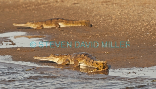 freshwater crocodile picture;freshwater crocodile;johnston's crocodile;crocodylus johnstoni;freshwater crocodile ion river bank;australian reptile;kununurra;ord river;lower ord river;kimberley river;the kimberley;steven david miller