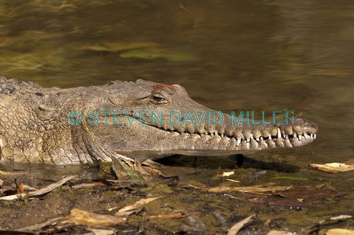 freshwater crocodile;johnstone's crocodile;australian crocodile;crocodile;crocodylus johnstoni;windjana gorge national park;the kimberley;western australia;steven david miller