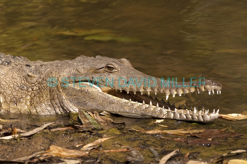 freshwater crocodile;johnstone's crocodile;johnstones crocodile;australian crocodile;crocodile;crocodylus johnstoni;windjana gorge national park;the kimberley;western australia;australian reptile