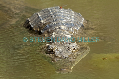 freshwater crocodile;johnstone's crocodile;johnstones crocodile;australian crocodile;crocodile;crocodylus johnstoni;windjana gorge national park;the kimberley;western australia;australian reptile