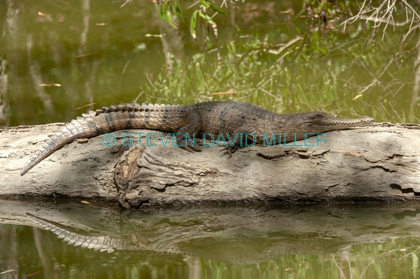 Crocodylus johnstoni;freshie