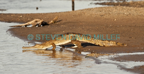 freshwater crocodile picture;freshwater crocodile;johnston's crocodile;crocodylus johnstoni;freshwater crocodile walking;australian reptile;kununurra;ord river;lower ord river;kimberley river;the kimberley;crocodile;australian crocodile