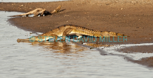 freshwater crocodile picture;freshwater crocodile;johnston's crocodile;crocodylus johnstoni;freshwater crocodile walking;australian reptile;kununurra;ord river;lower ord river;kimberley river;the kimberley;crocodile;australian crocodile