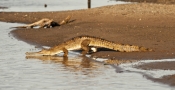 Freshwater Crocodile Walking Sequence