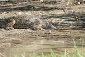 freshwater-crocodile-picture;freshwater-crocodile;johnstons-crocodile;johnstons-crocodile;crocodile;