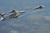 freshwater-crocodile-picture;freshwater-crocodile;johnstons-crocodile;crocodylus-johnstoni;australia
