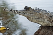 freshwater-crocodile-picture;freshwater-crocodile;johnstons-crocodile;crocodylus-johnstoni;australia