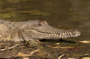 freshwater-crocodile;johnstones-crocodile;australian-crocodile;crocodile;crocodylus-johnstoni;windja