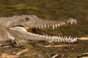 freshwater-crocodile;johnstones-crocodile;johnstones-crocodile;australian-crocodile;crocodile;crocod