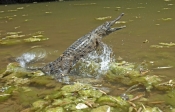 freshwater-crocodile;johnstones-crocodile;australian-crocodile;crocodile-agression;crocodylus-johnst