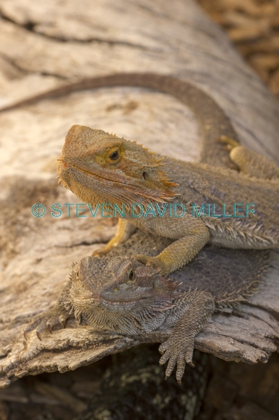 reptile;dragon lizard;poikilotherm;australian reptile