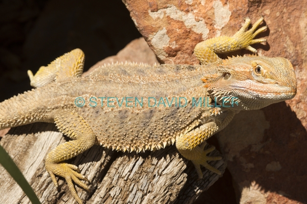 reptile;dragon lizard;poikilotherm;australian reptile;eye contact