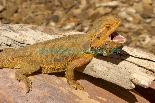 reptile;dragon lizard;poikilotherm;australian reptile;reptile mouth;reptile teeth