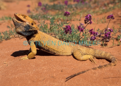 central bearded dragon;bearded dragon;bearded dragon lizard;dragon lizard;sandstone desert;central australia;central australia reptiles;pogona vitticeps;australian lizards;spiky dragon;spiky lizard