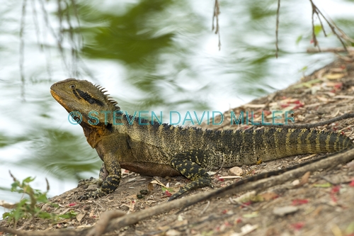 eastern water dragon;physignathus lesueurii;water dragon beside water;bundaberg botanical gardens park;water dragon;dragon lizard
