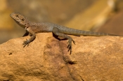 ring-tailed-dragon-lizard-picture;ring-tailed-dragon-lizard;ring-tailed-dragon;dragon-lizard;ctenoph
