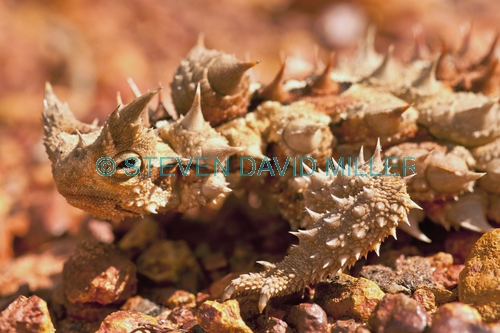 thorny devil picture;thorny devil;moluch horridus;thorny lizard;spiny lizard;lizard spines;spiny;thorny;thorns;camouflage;australian reptile;australian lizard;defensive armour;central australia;northern territory;steven david miller