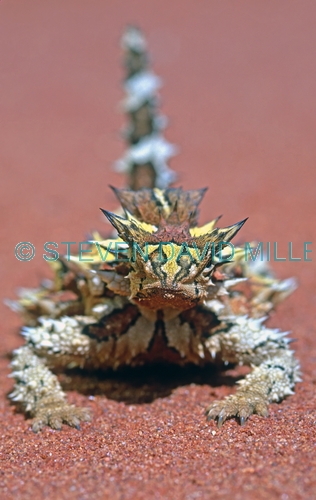 thorny devil picture;thorny devil;moluch horridus;thorny lizard;spiny lizard;lizard spines;spiny;thorny;thorns;camouflage;australian reptile;australian lizard;defensive armour;central australia;northern territory;steven david miller