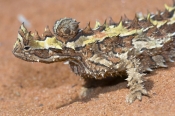 thorny-devil-picture;thorny-devil;moluch-horridus;thorny-lizard;spiny-lizard;lizard-spines;spiny;tho