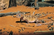 rough-knob-tailed-gecko-picture;rough-knob-tailed-gecko;rough-knob-tailed-gecko;knob-tailed-gecko;kn