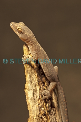 zigzag velvet gecko;velvet gecko;gecko;australian gecko;oedura rhombifer;undara volcanic national park;queensland;queensland national park;australian national park;australian lizard;australian reptile