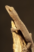 zigzag-velvet-gecko;velvet-gecko;gecko;australian-gecko;oedura-rhombifer;undara-volcanic-national-pa