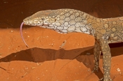 australian-lizard;large-lizard;lizard-with-forked-tongue;forked-tongue