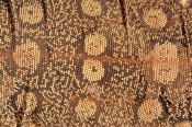 lizard-scutes;reptile-scutes;perentie-skin-pattern