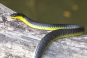 common-tree-snake;green-tree-snake;snake-on-tree-branch;golden-tree-snake;tree-snake;australian-snak