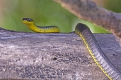 Common or Green Tree Snake