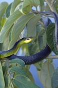 common-tree-snake;green-tree-snake;snake-on-tree-branch;golden-tree-snake;tree-snake;australian-snak