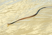 common-tree-snake-picture;common-tree-snake;green-tree-snake;golden-tree-snake;dendrelaphis-punctula