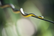 common-tree-snake;green-tree-snake;golden-tree-snake;tree-snake;australian-snakes;Dendrelaphis-punct