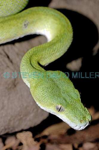 green python;green snake;python;australian python;australian reptiles;australian snakes;chondronphython viridis;cape york snake;cape york python;green reptile