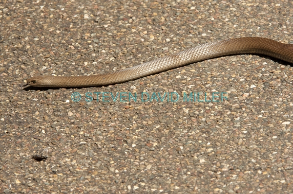 venemous snakes;australian snakes