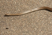 venemous-snakes;australian-snakes
