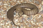 death-adder;pilbara-death-adder;venemous-snake;dangerous-snake;poisonous-snake;australian-snakes;aus