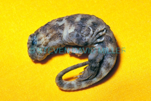 tuatara;new zealand reptile;Sphenodon punctatus;orana zoo;order Rhynchocephalia