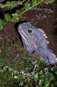 tuatara-picture;tuatara;sphenodon-punctatus;new-zealand-reptile;endangered-species;endangered-reptil