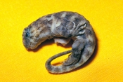 tuatara;new-zealand-reptile;Sphenodon-punctatus;orana-zoo;order-Rhynchocephalia