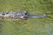 american-alligator-picture;american-alligator;alligator;gator;alligator-mississippiensis;alligator-s