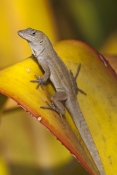 cuban-brown-anole-picture;cuban-brown-anole;cuban-anole;brown-anole;anolis-sagrei-sagrei;florida-ano