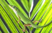 green-anole-picture;green-anole;anole;anolis-carolinensis;green-lizard;florida-lizard;southwest-flor