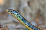 eastern-glass-lizard-picture;eastern-glass-lizard;eastern-lizard;snake-like-lizard;snake-like-lizard